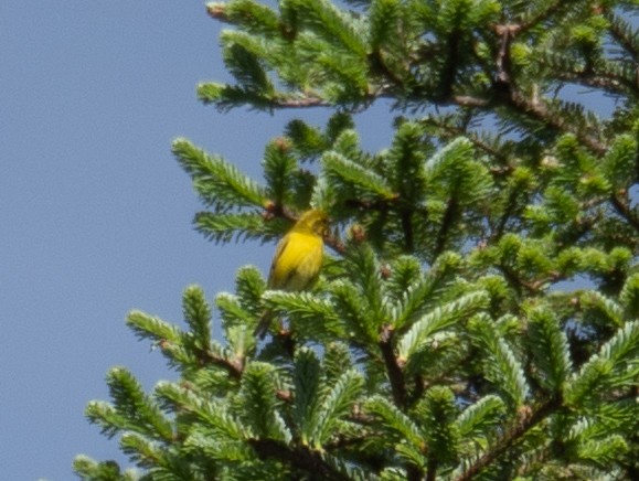 Tibetan Serin - ML644964317