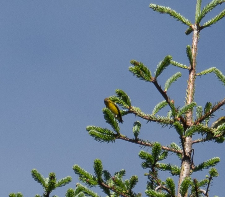 Tibetan Serin - ML644964318