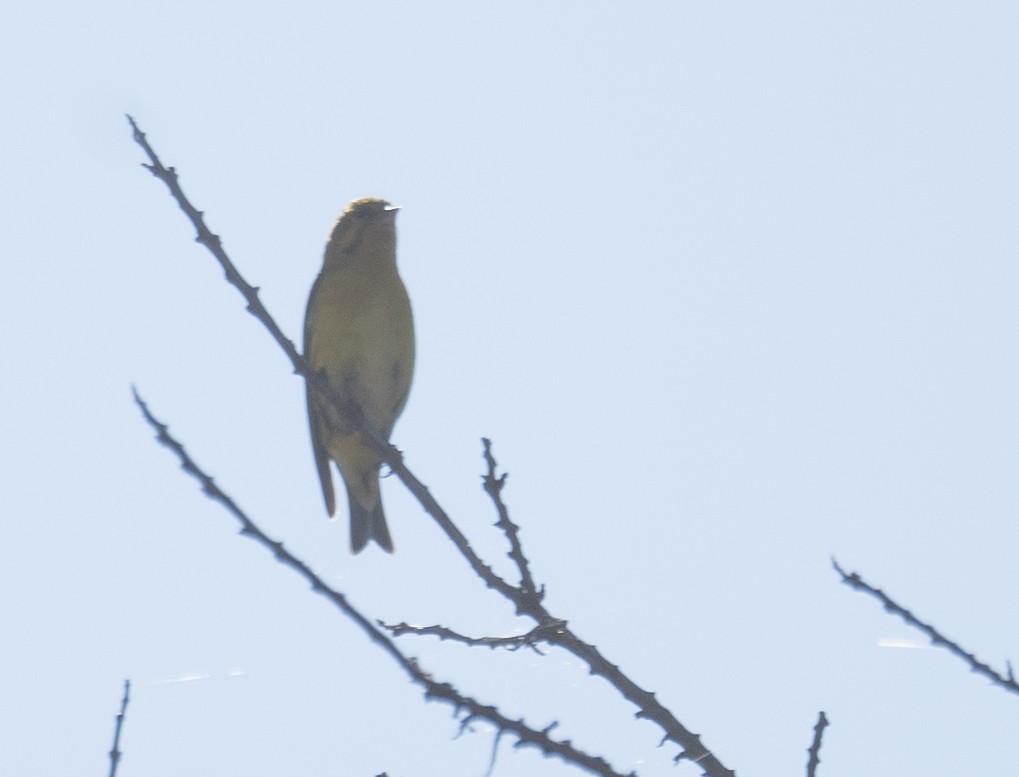 Tibetan Serin - ML644964319