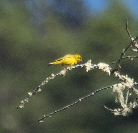 Tibetan Serin - ML644964325