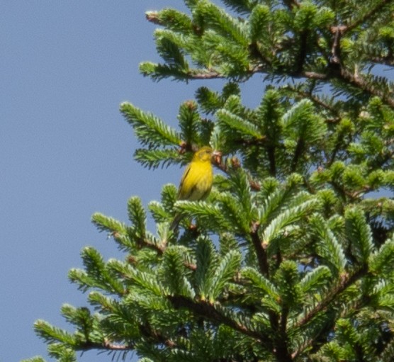 Tibetan Serin - ML644964326