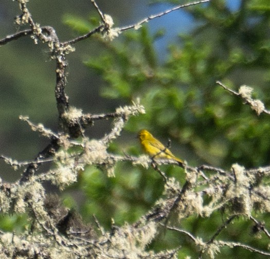 Tibetan Serin - ML644964327
