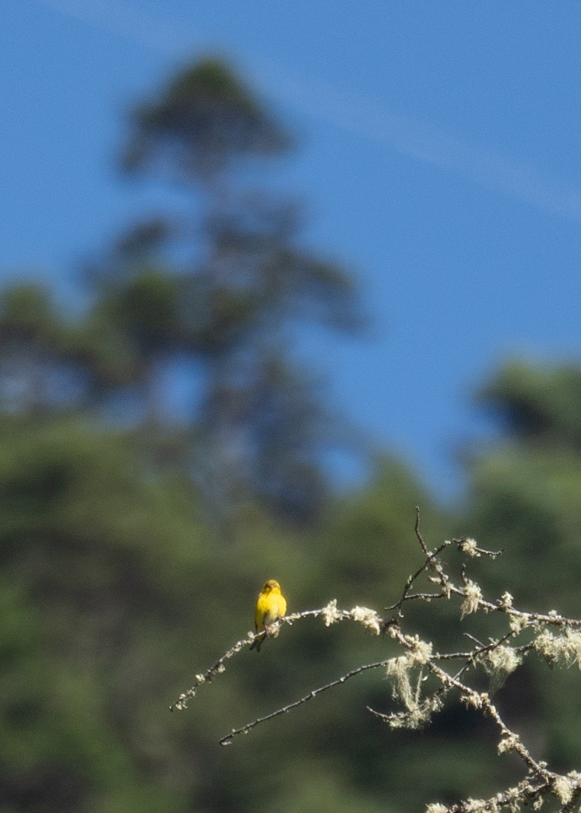 Tibetan Serin - ML644964328