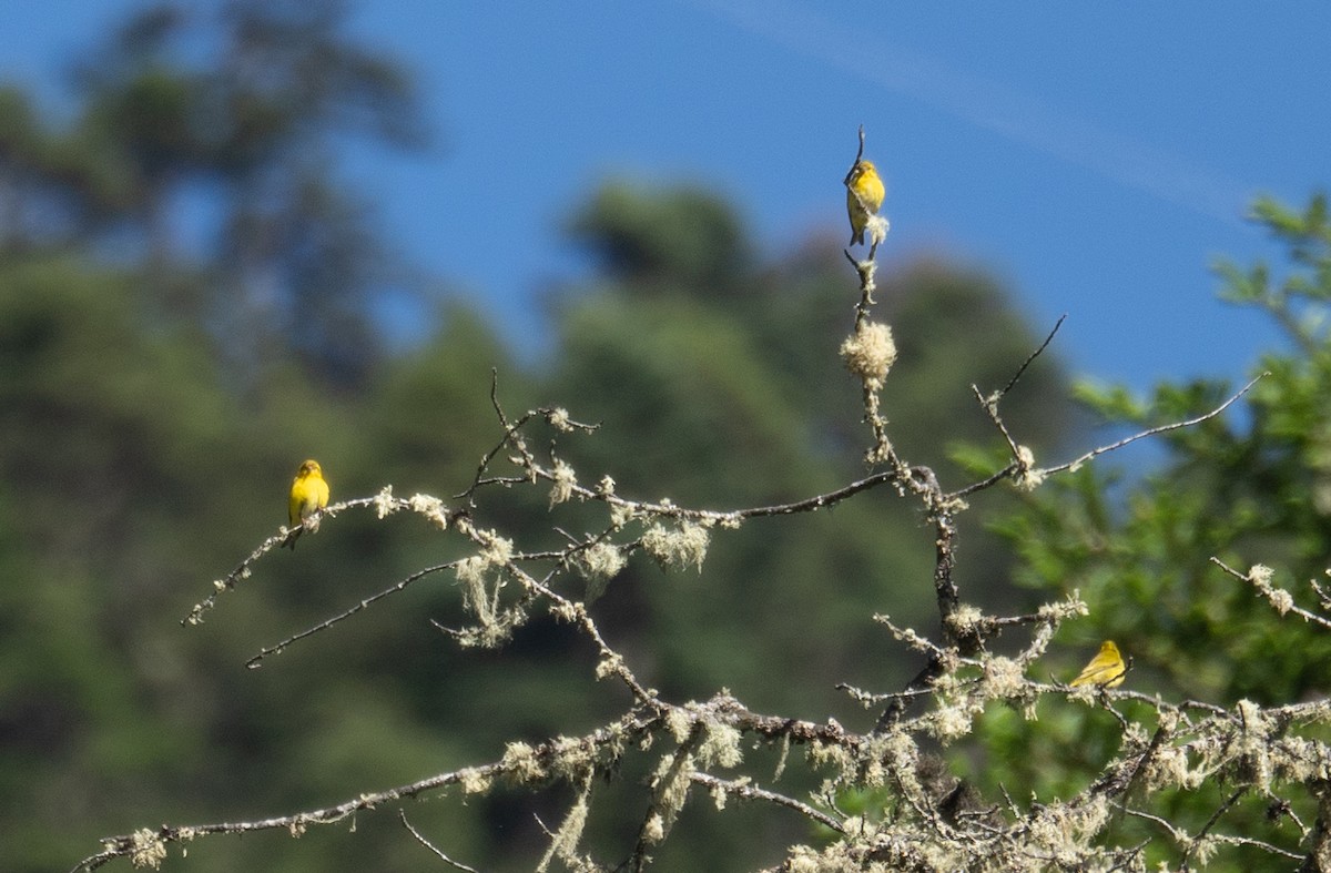 Tibetan Serin - ML644964329