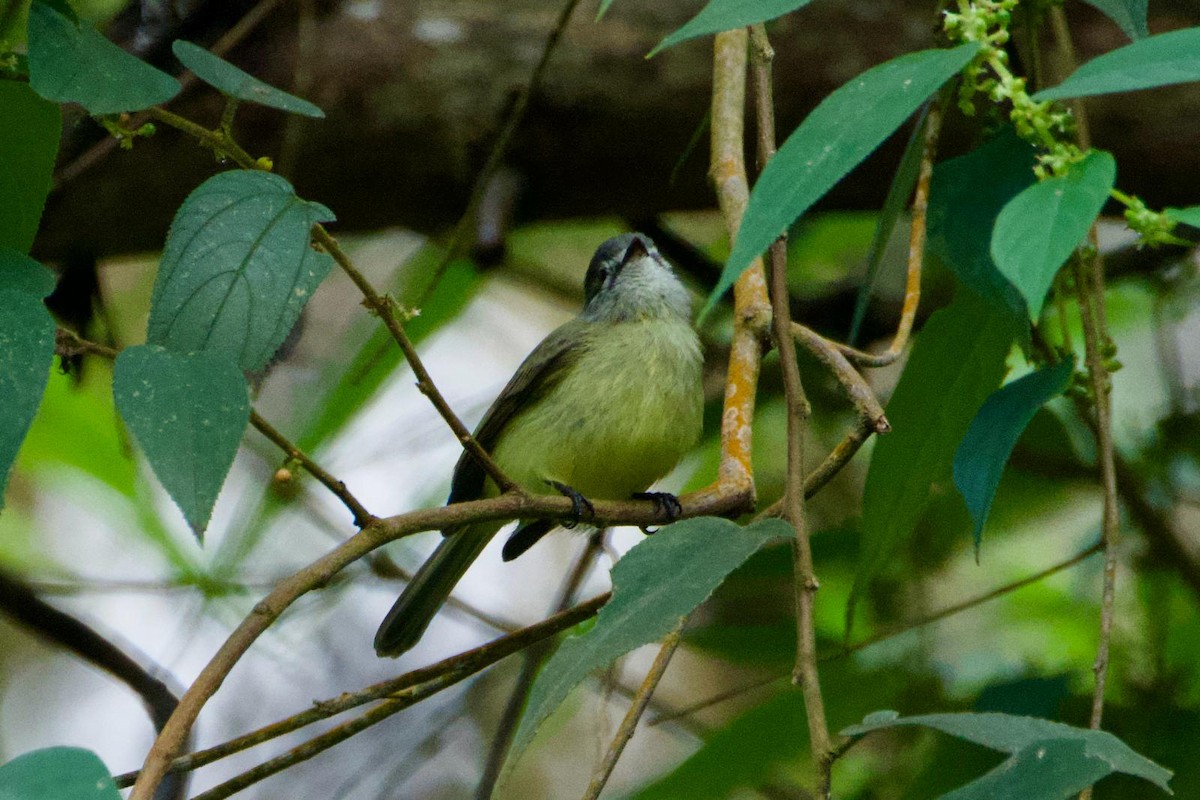 Sooty-headed Tyrannulet - ML644964330