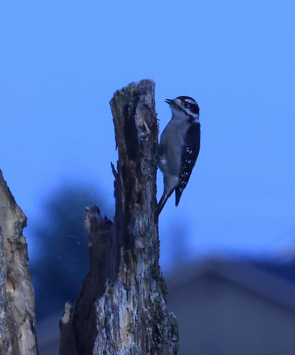 Downy Woodpecker - ML644964334