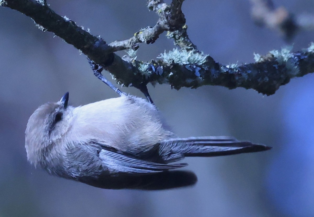 Bushtit - ML644964342