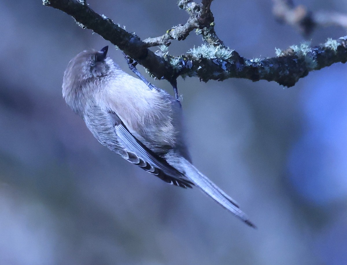 Bushtit - ML644964343