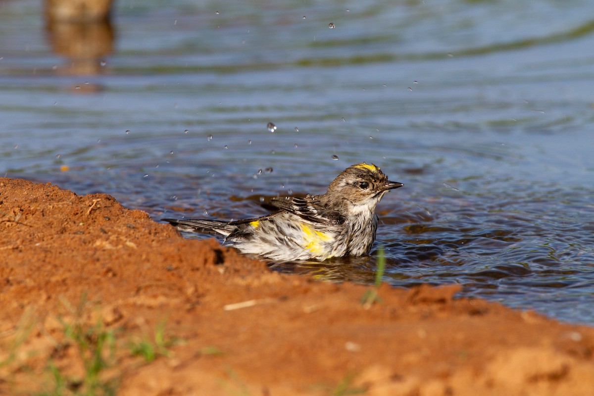 Yellow-rumped Warbler (Myrtle) - ML644964346