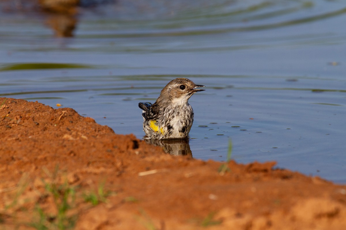 Yellow-rumped Warbler (Myrtle) - ML644964347