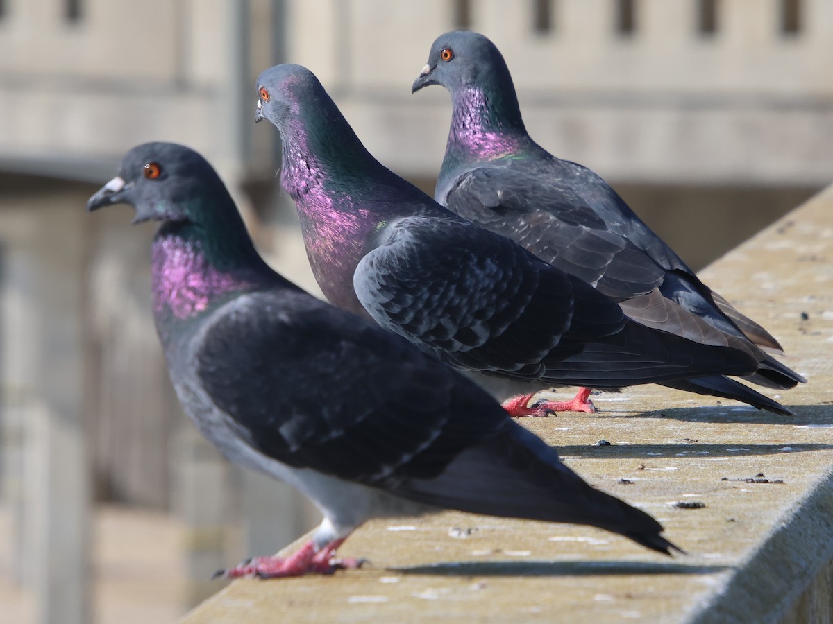 Rock Pigeon (Feral Pigeon) - ML644964392