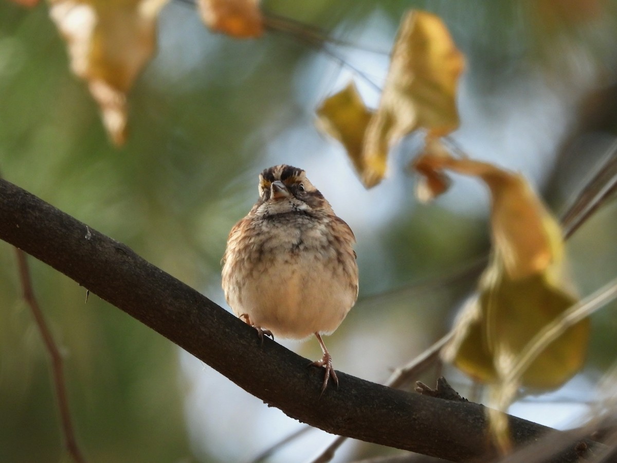 White-throated Sparrow - ML644964411