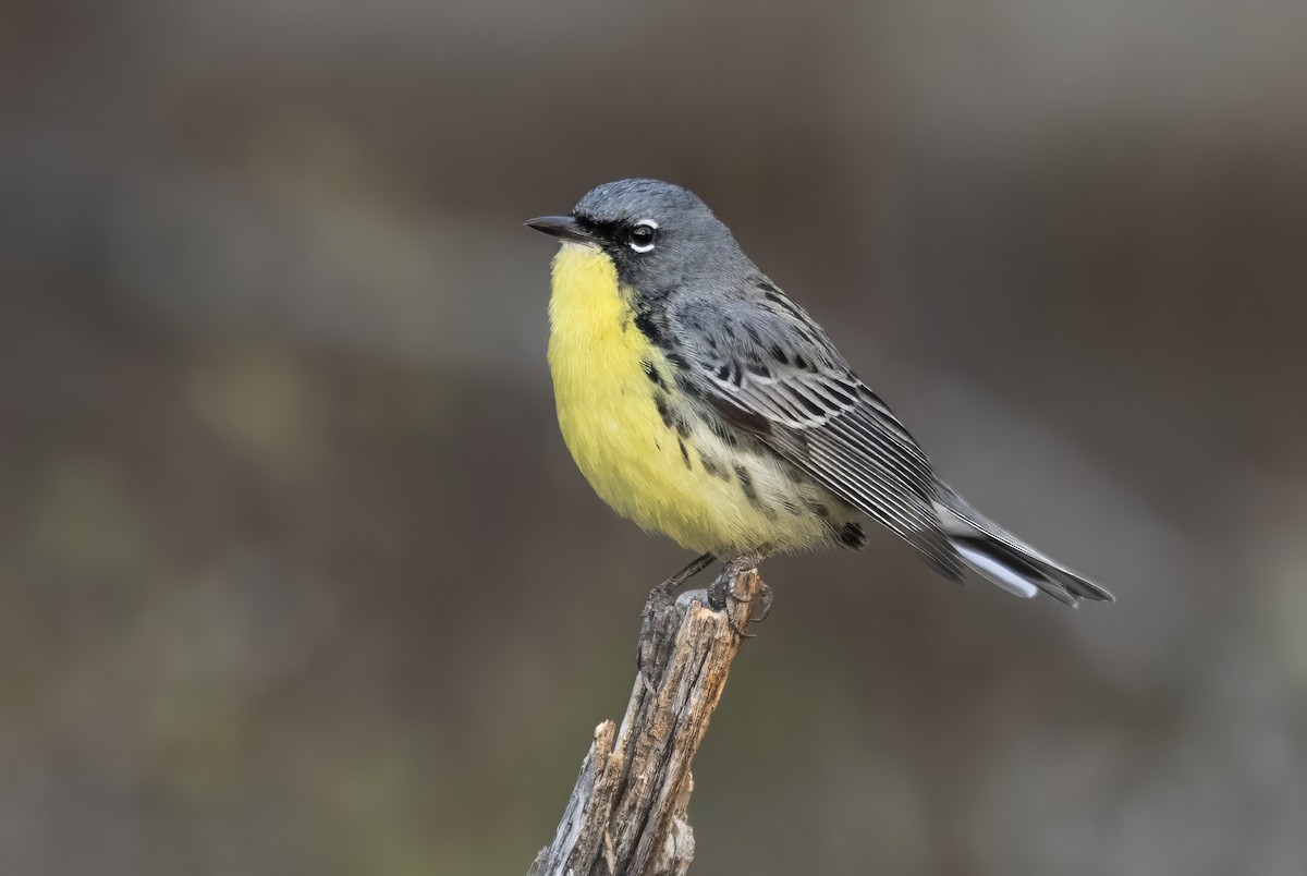 Kirtland Ötleğeni - ML644964412