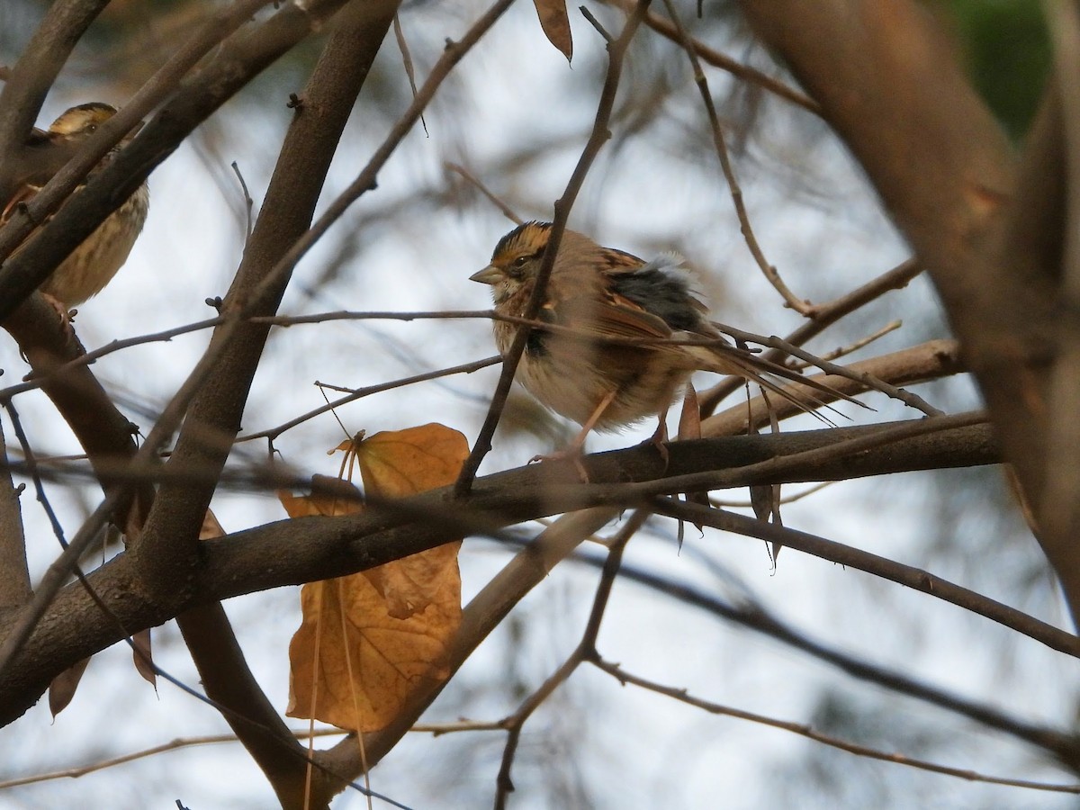 White-throated Sparrow - ML644964415