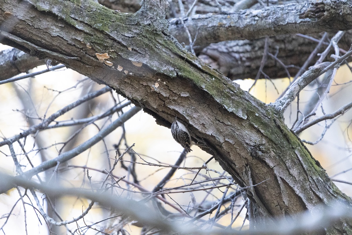Brown Creeper - ML644964428