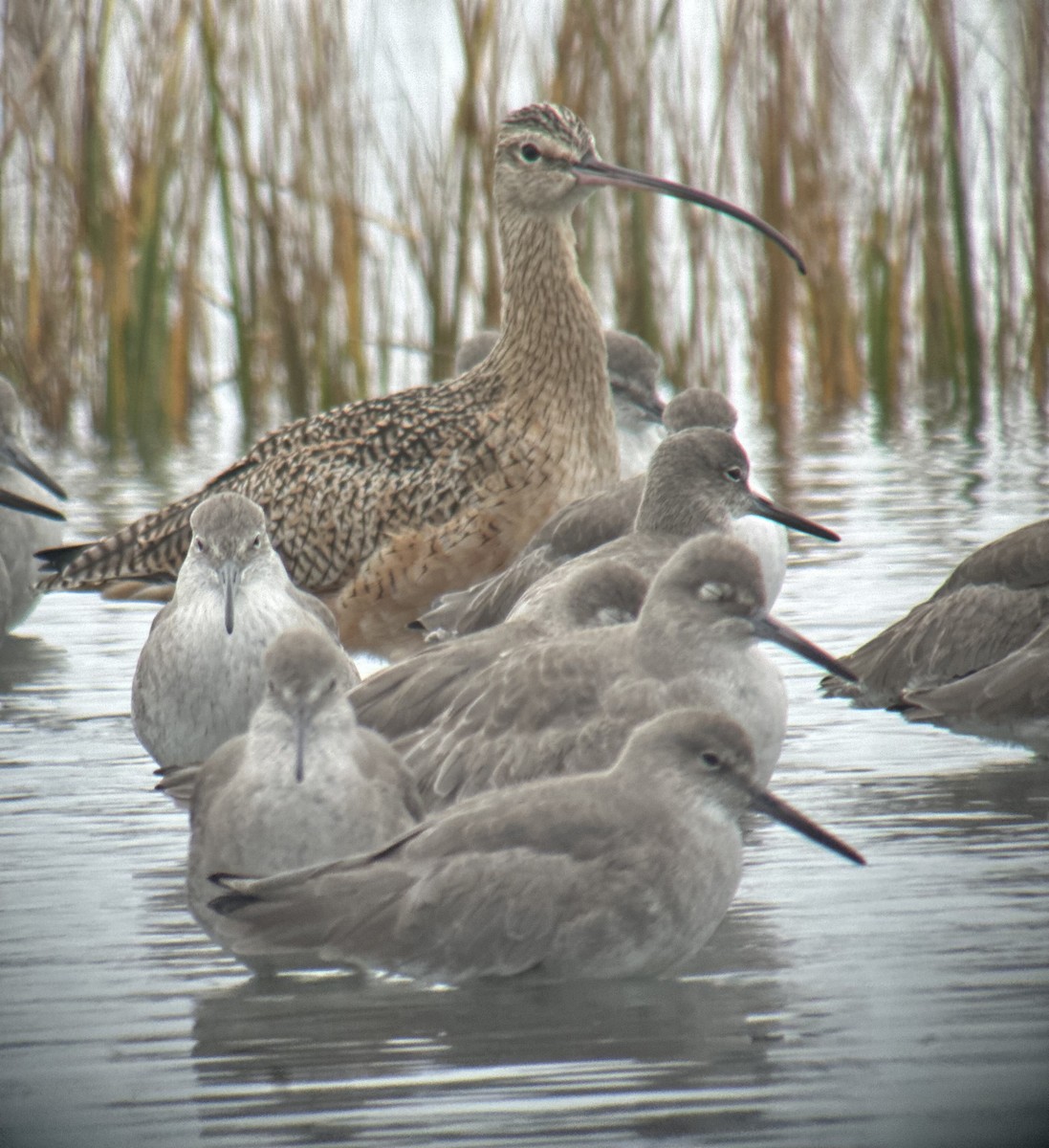 Long-billed Curlew - ML644964437