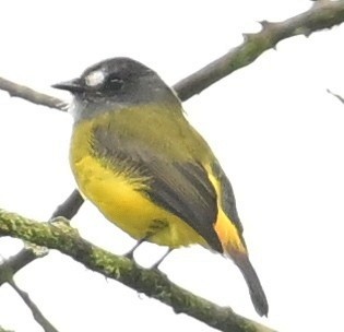Ornate Flycatcher - ML644964456