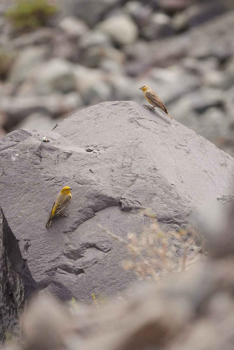 Greater Yellow-Finch - ML644964461