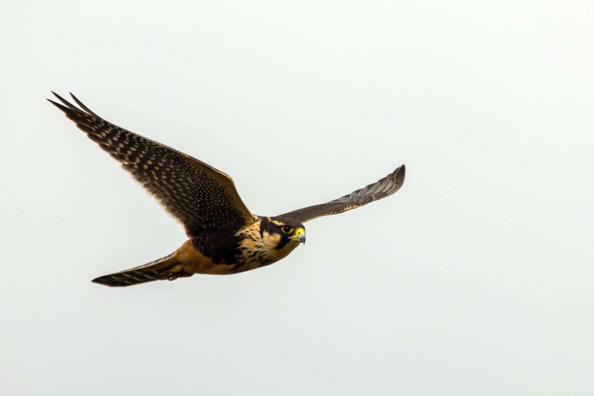 ostříž aplomado - ML644964473