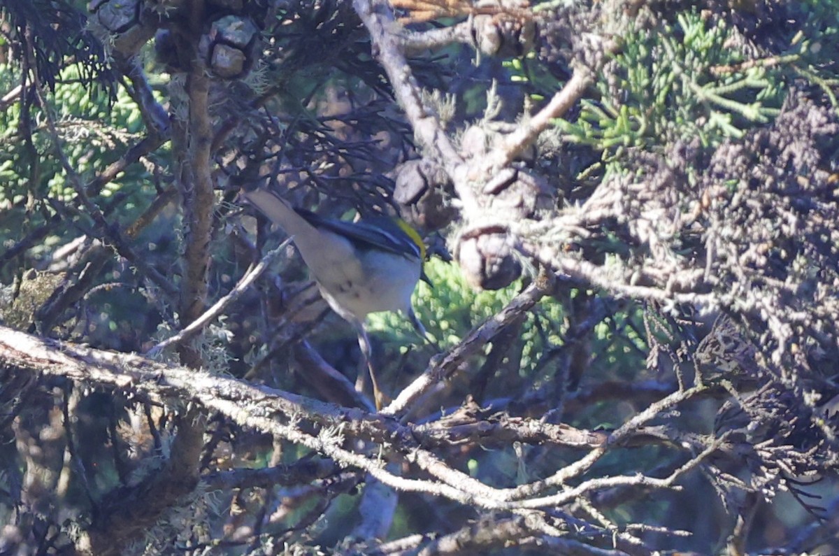 Paruline à tête jaune - ML644964490
