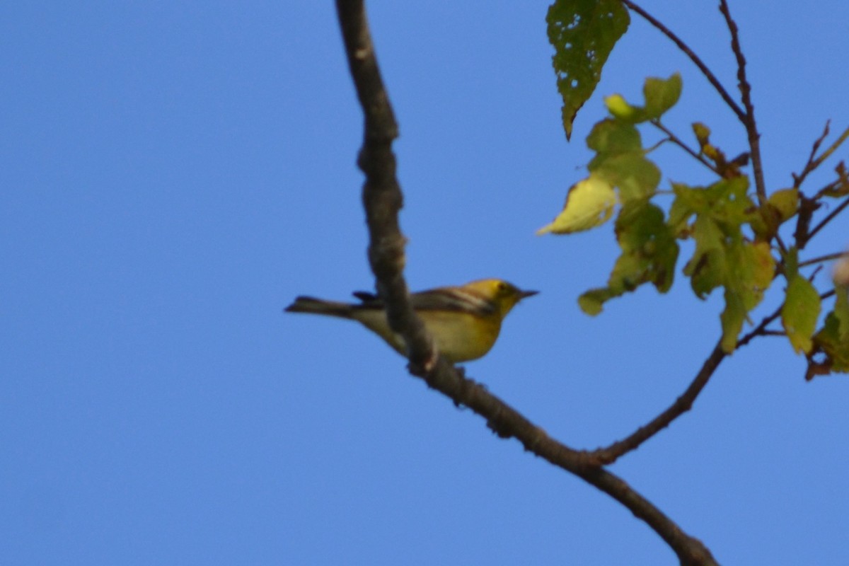 Pine Warbler - ML644964517