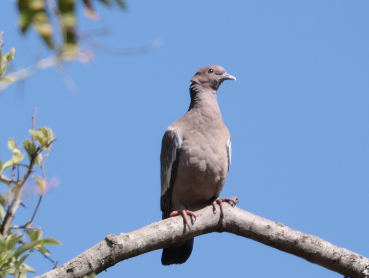 アカメバト - ML644964519