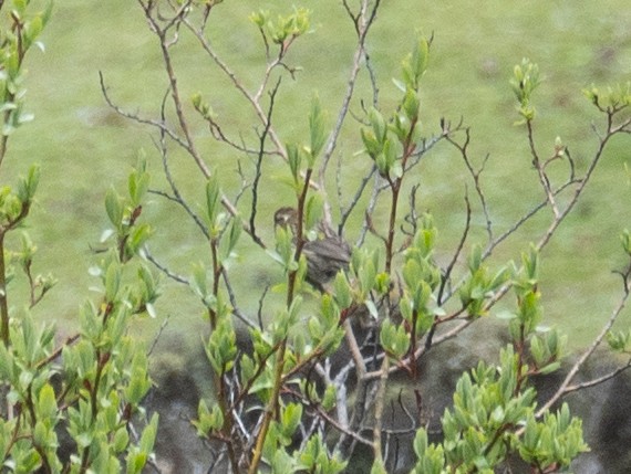 Chinese White-browed Rosefinch - ML644964525