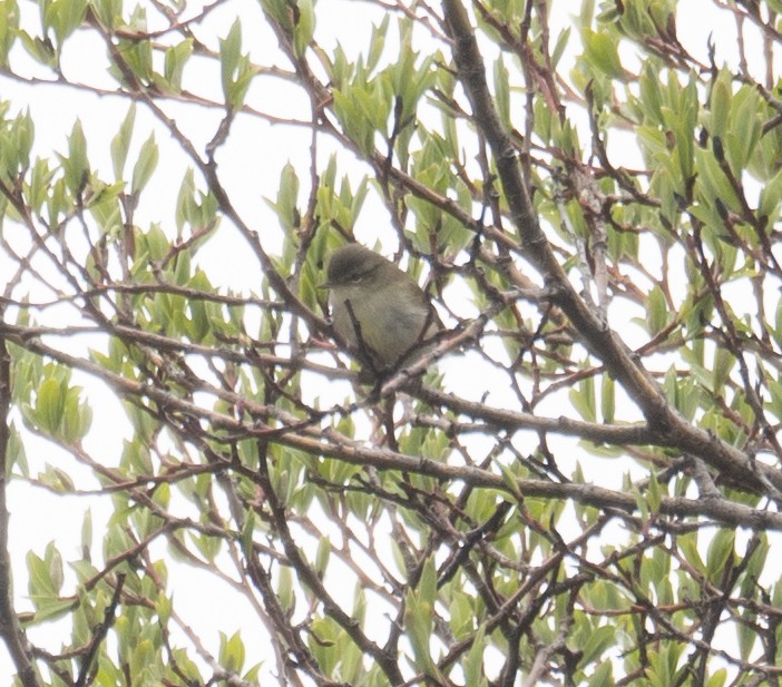 østsanger - ML644964536