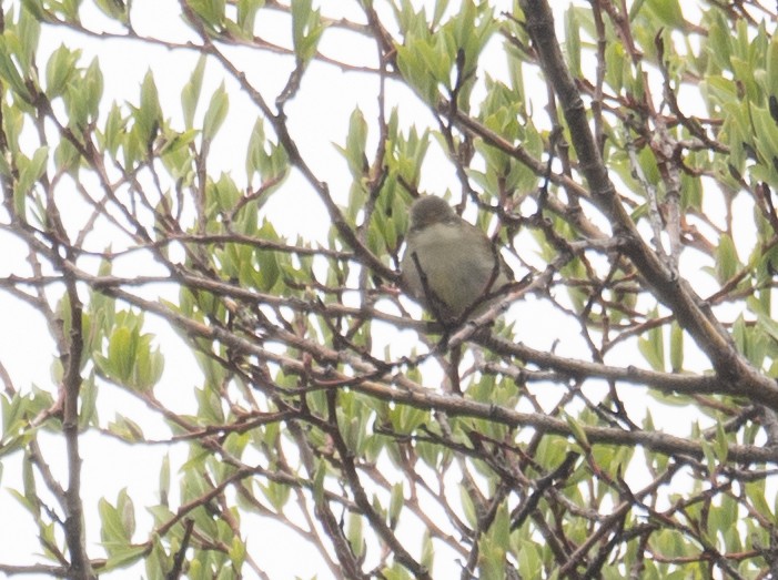 østsanger - ML644964537