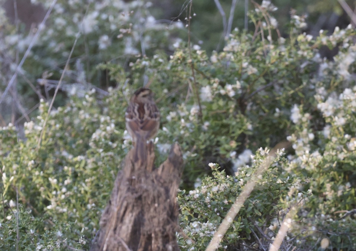White-throated Sparrow - ML644964540