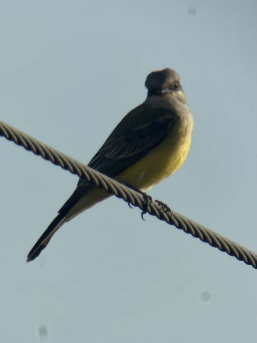 Western Kingbird - ML644964555