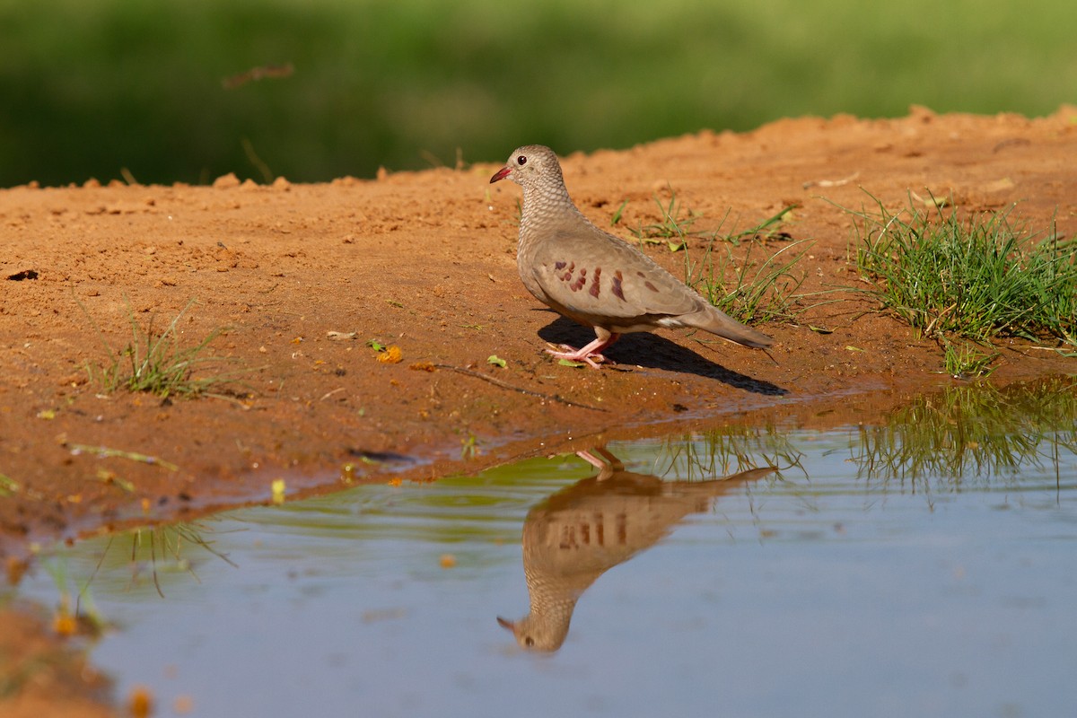 Common Ground Dove - ML644964560
