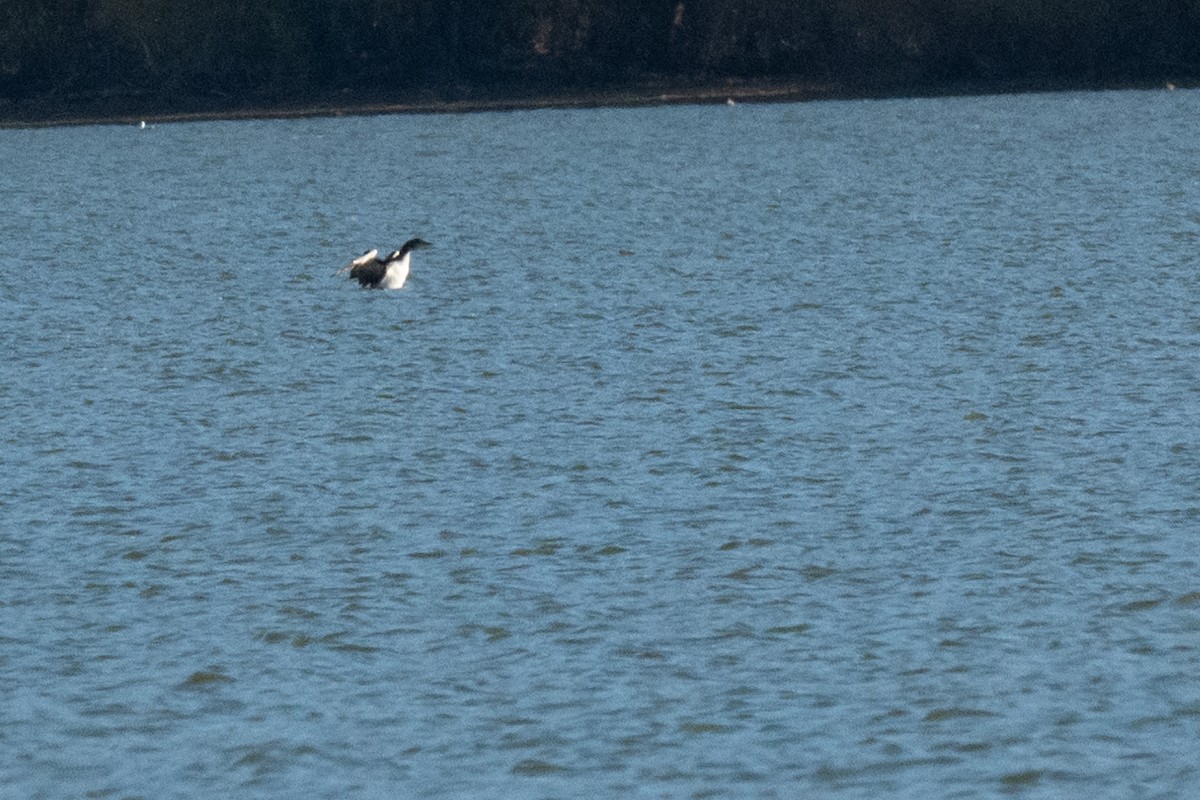 潛鳥屬 - ML644964596