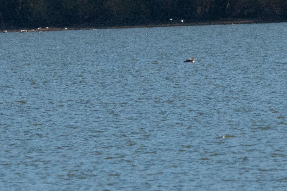 潛鳥屬 - ML644964597