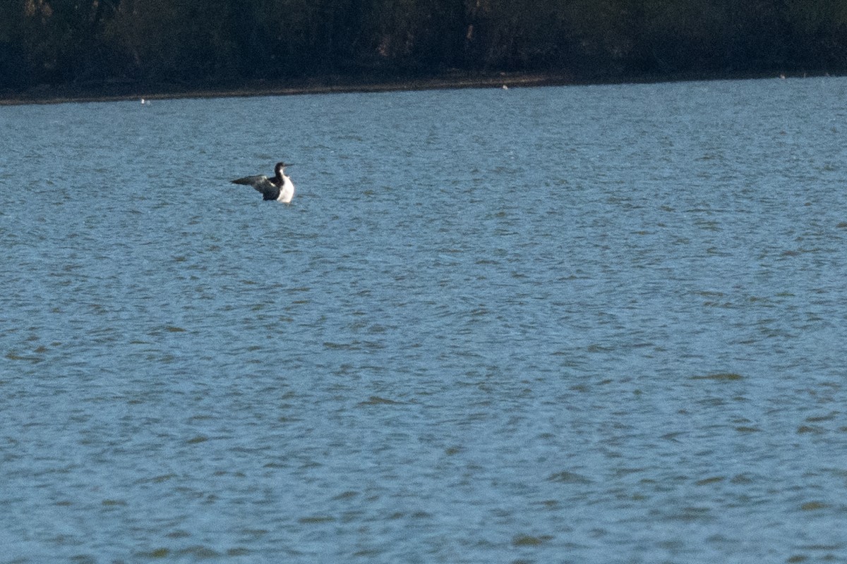 潛鳥屬 - ML644964598