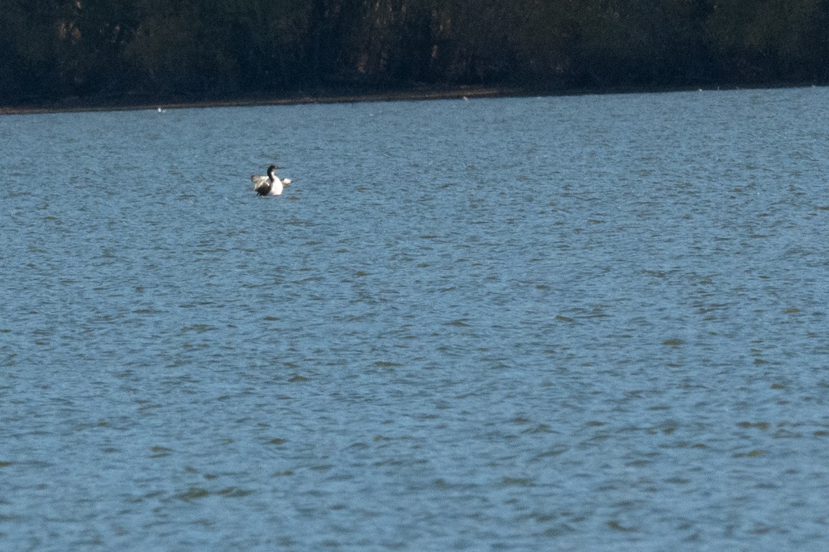 潛鳥屬 - ML644964599