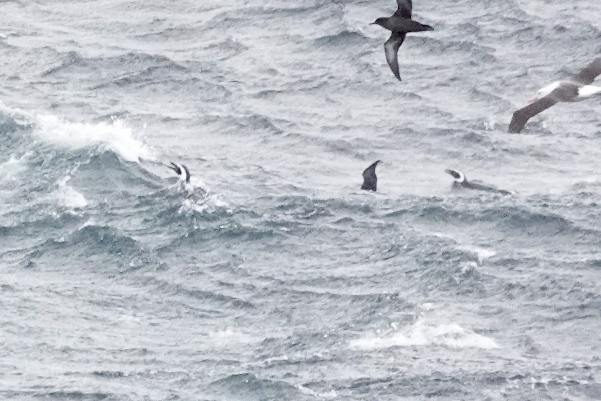 Magellanpinguin - ML644964608