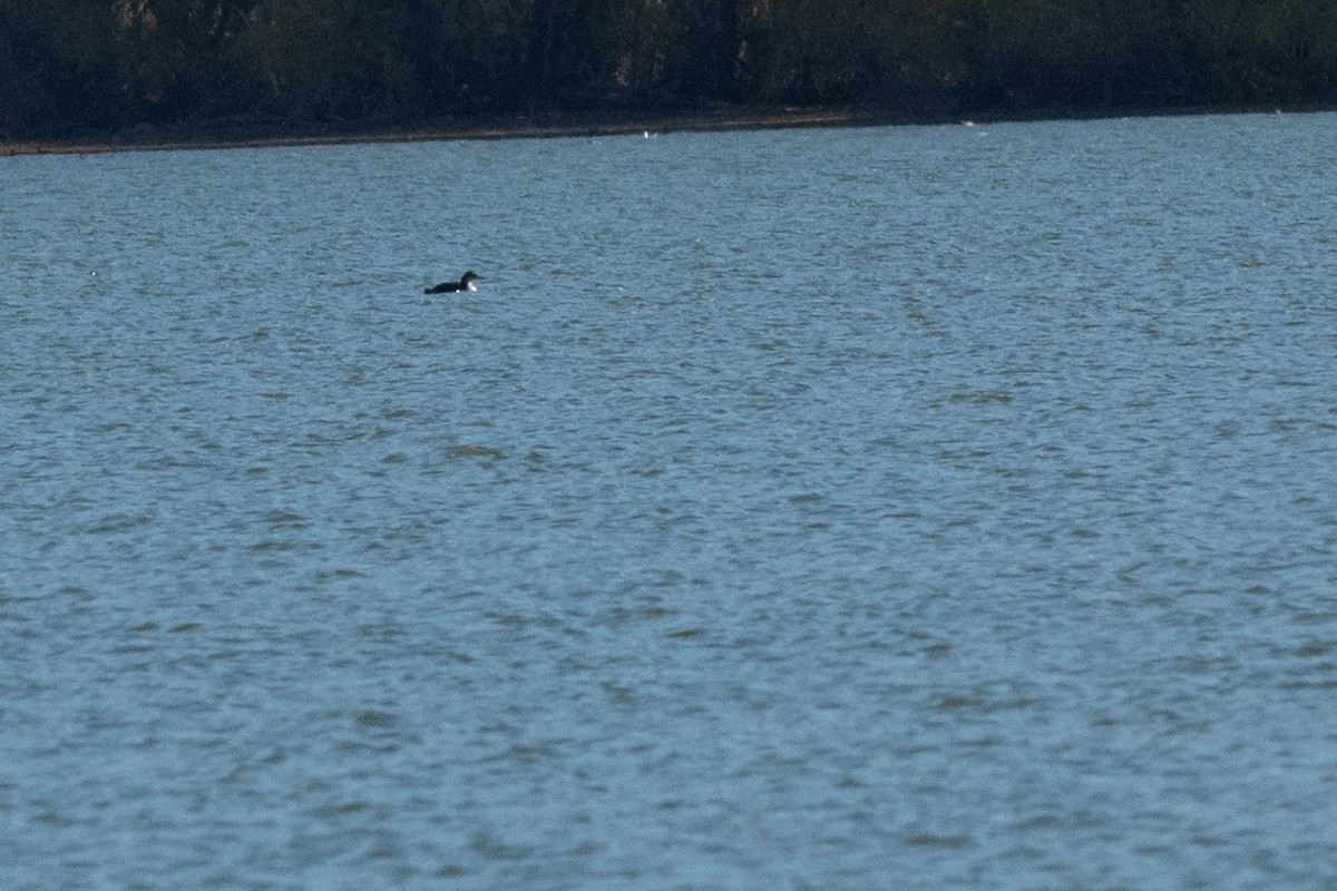 潛鳥屬 - ML644964624