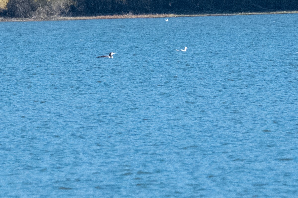 潛鳥屬 - ML644964625