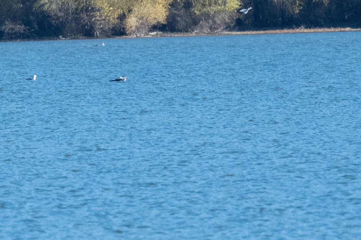 潛鳥屬 - ML644964626