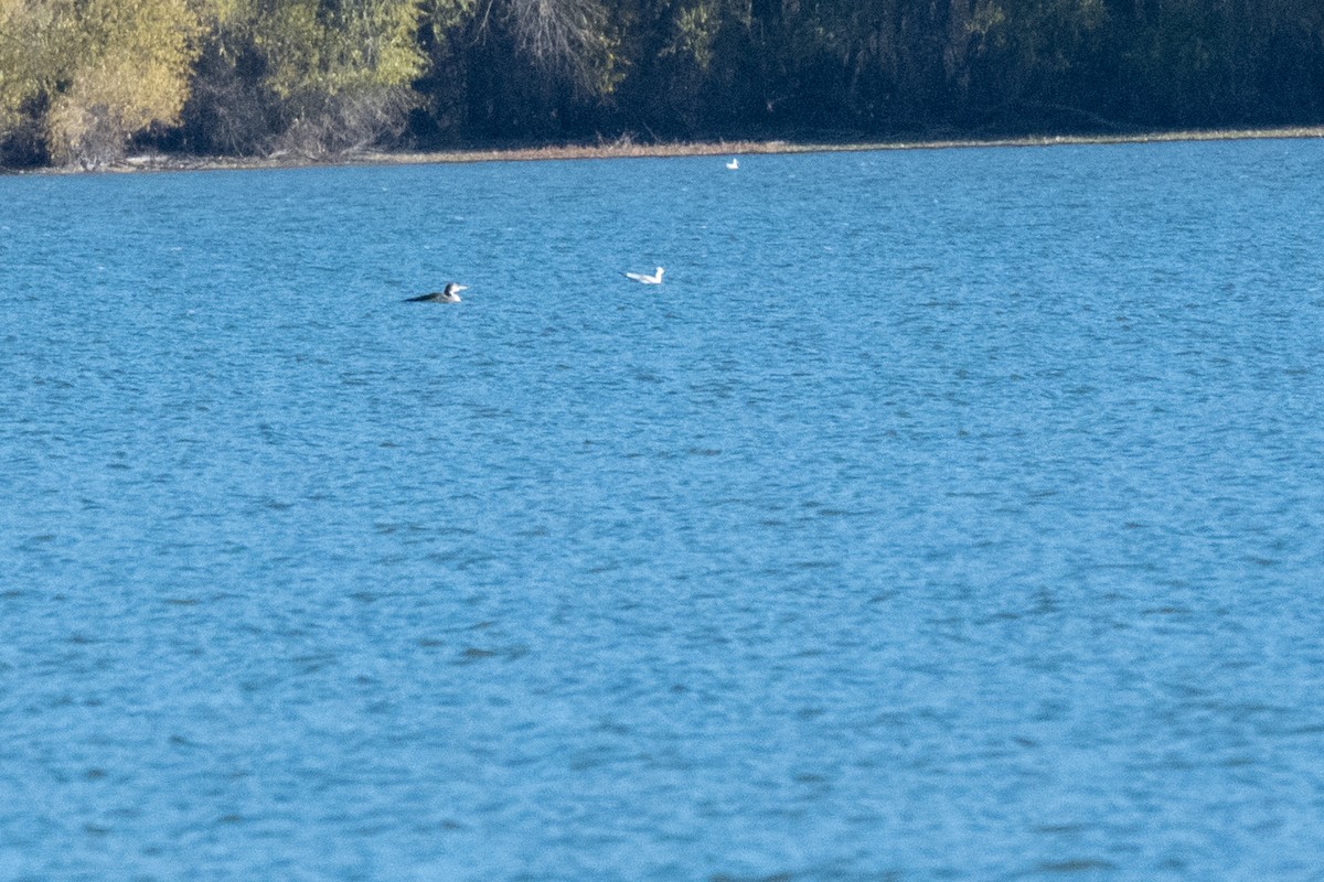 潛鳥屬 - ML644964627