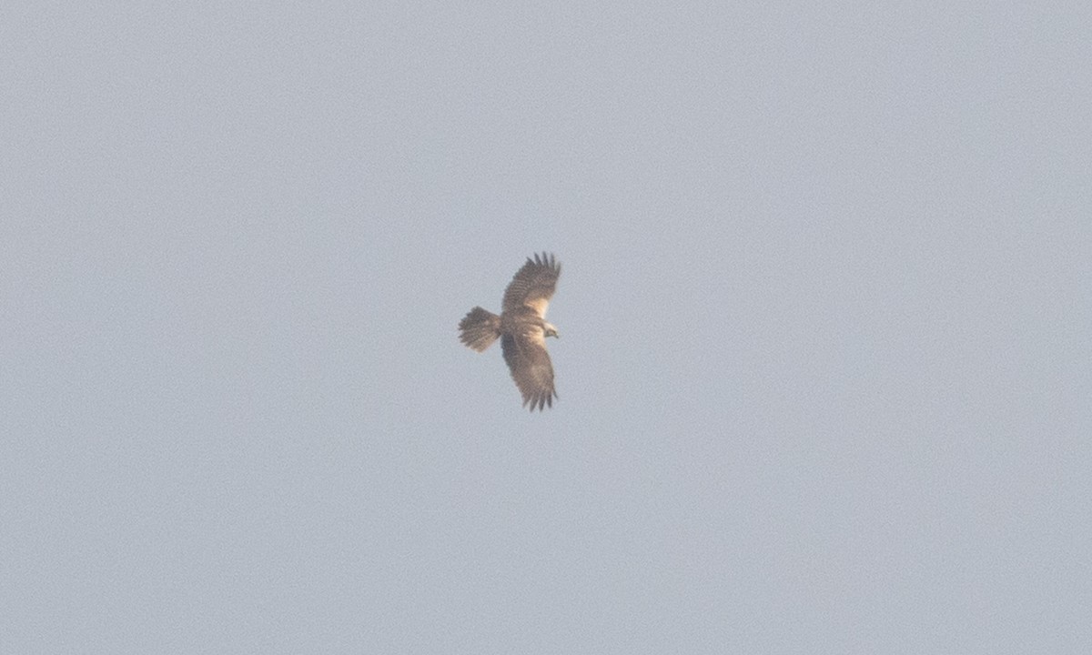 Eastern Marsh Harrier - ML644964631