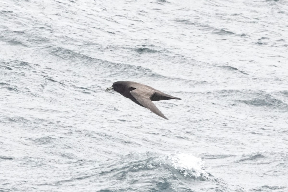 Beyaz Gıdılı Yelkovan - ML644964636