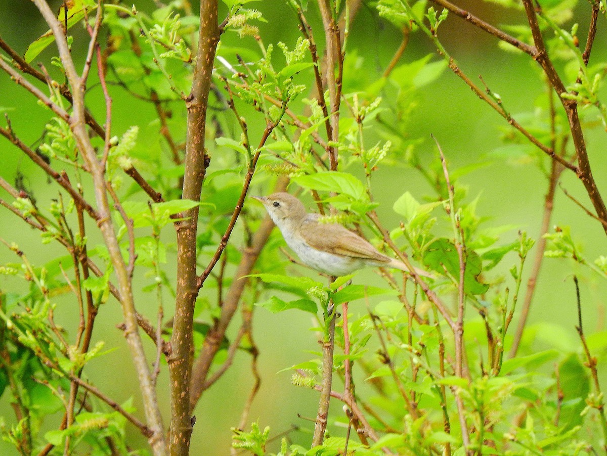 Booted Warbler - ML644964653