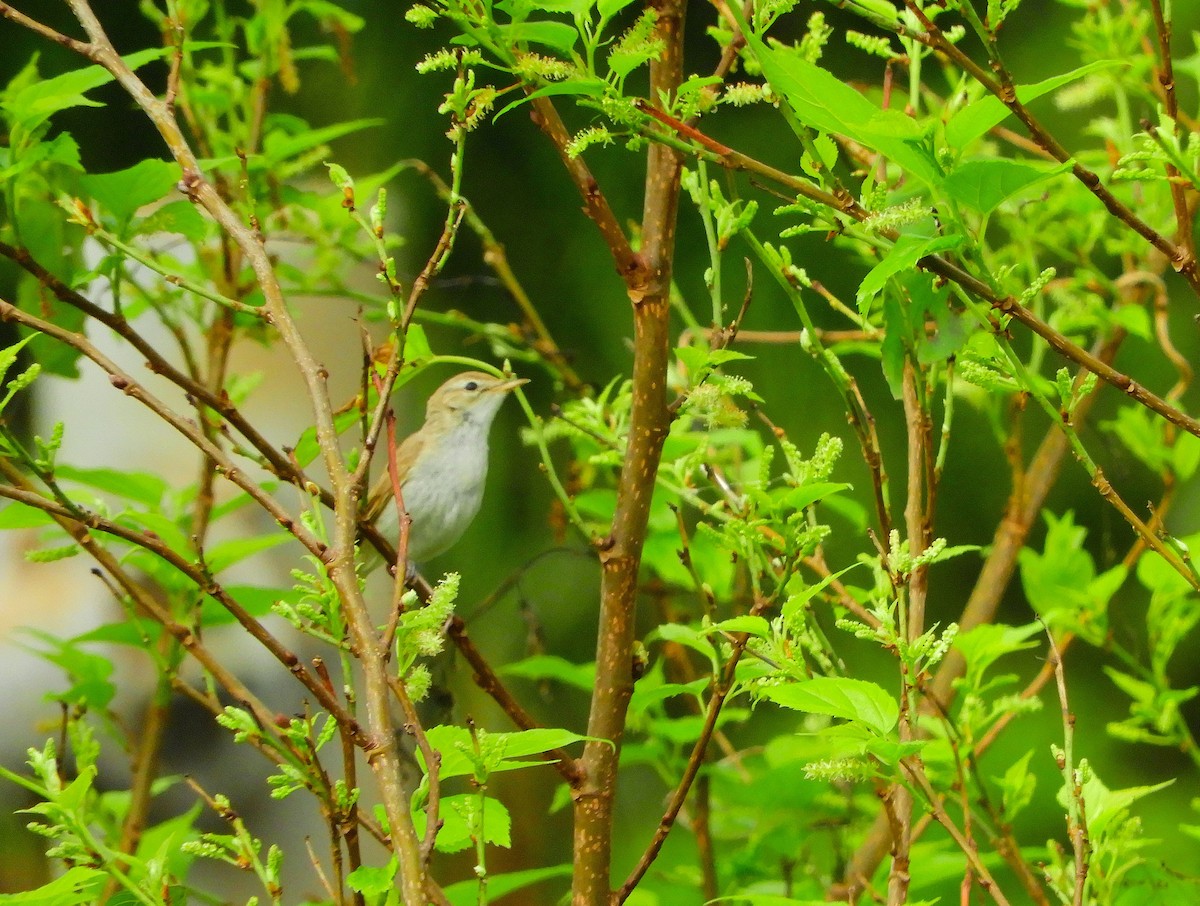 Booted Warbler - ML644964660