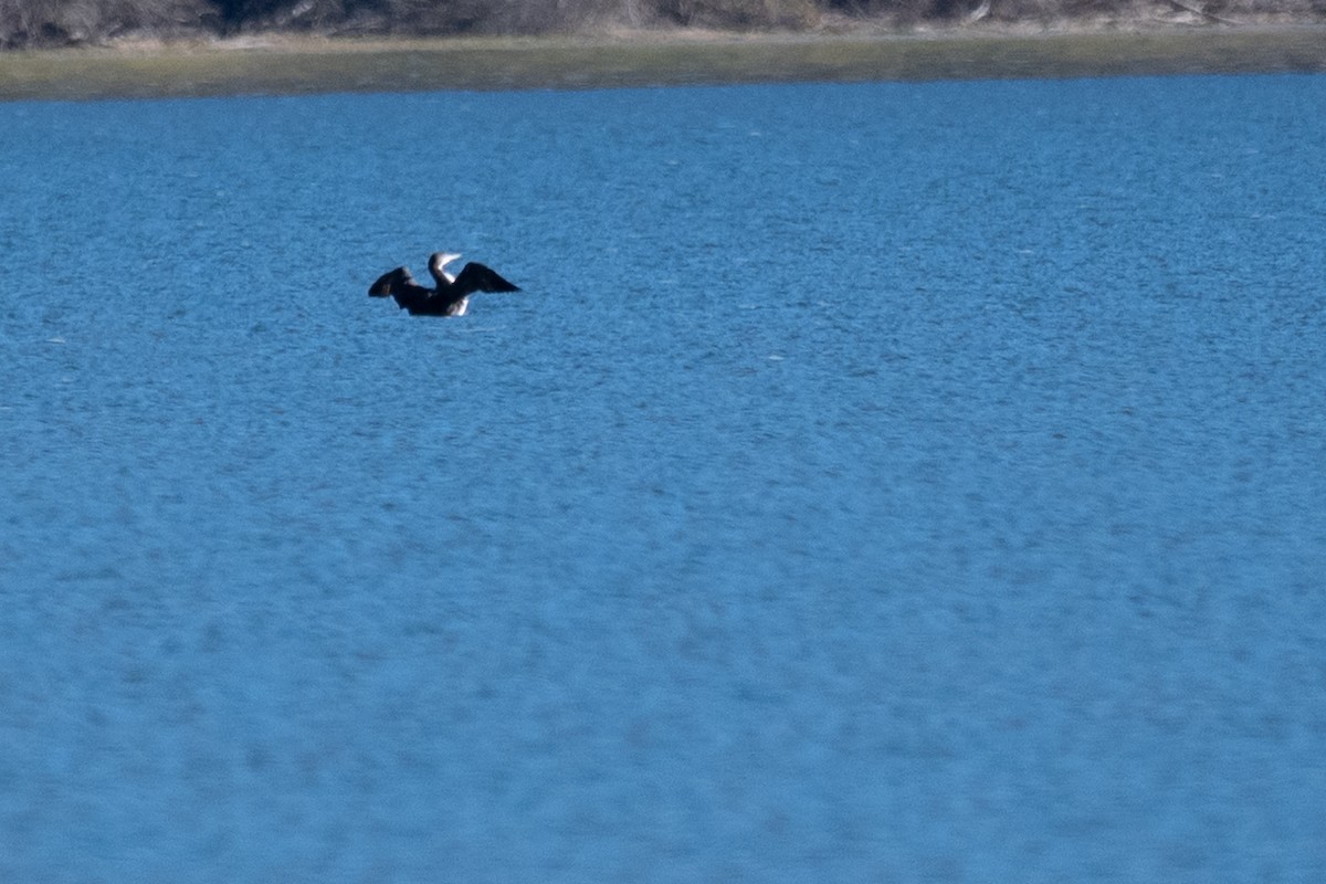 潛鳥屬 - ML644964691