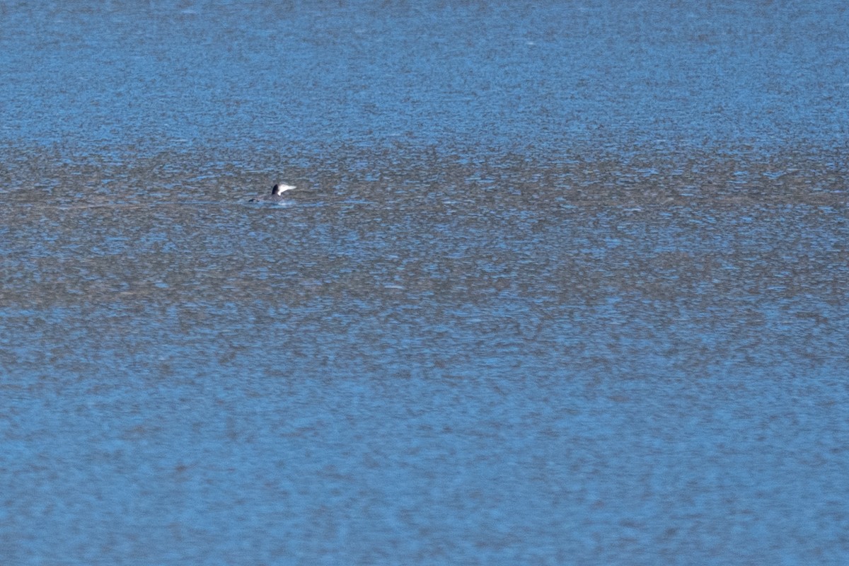 潛鳥屬 - ML644964693