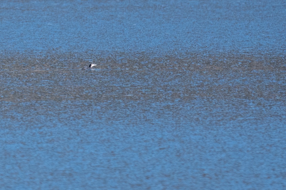 潛鳥屬 - ML644964695