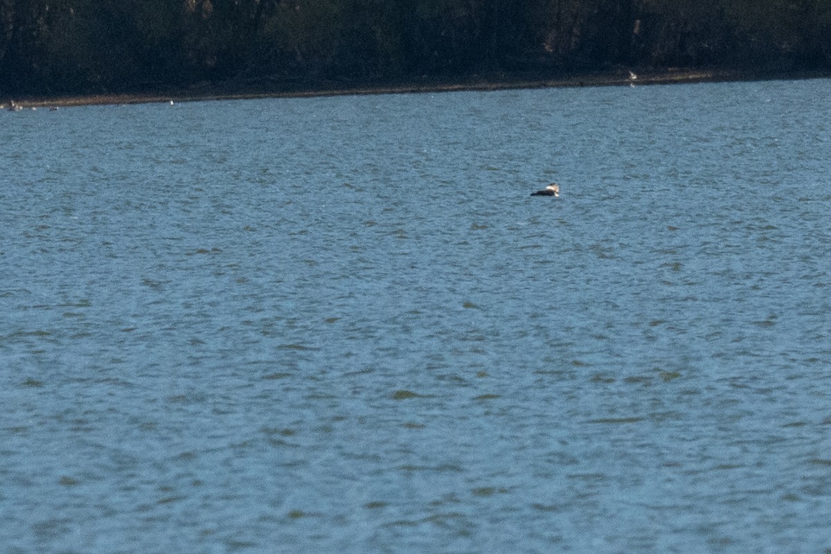 潛鳥屬 - ML644964696