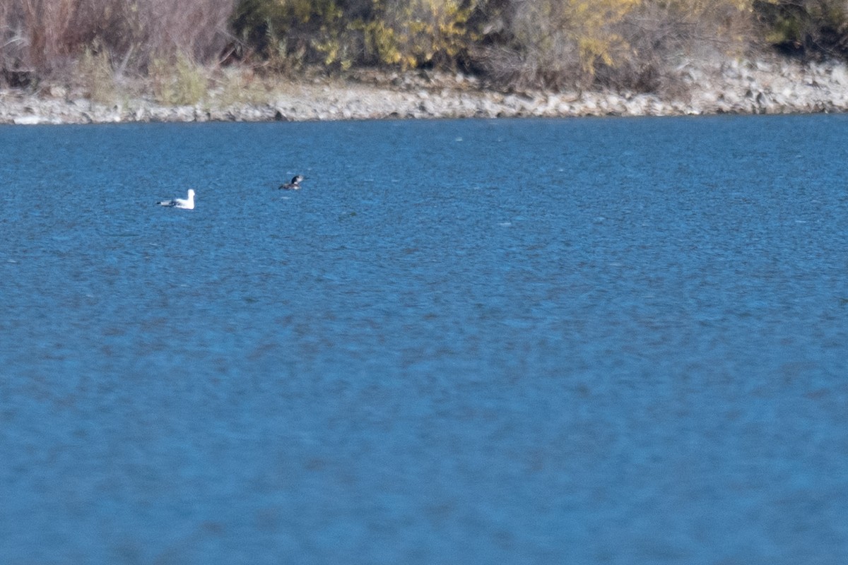 潛鳥屬 - ML644964698